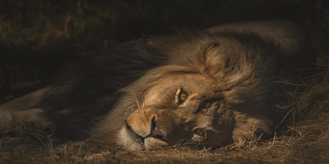 Ficohsa refuerza su responsabilidad ambiental con United for Wildlife